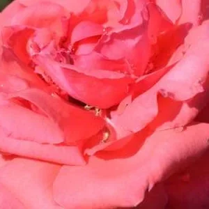 K282 Róża pnąca Czarująca fasada