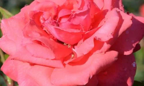 K282 Róża pnąca Czarująca fasada