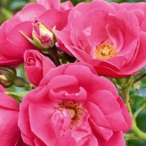 K283 Róża pnąca HEIDETRAUM PLUS®