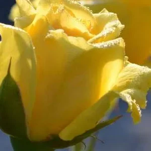 K284 Róża pnąca Sommergold