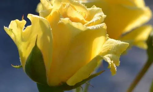 K284 Róża pnąca Sommergold