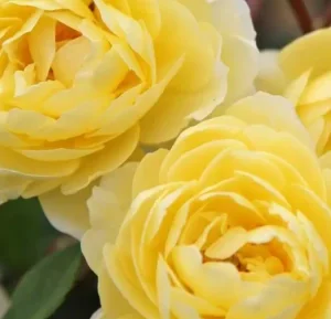 K285 Róża pnąca LEMON SILUETTA®