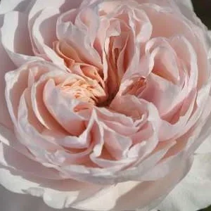 K286 Róża pnąca SABRINA®