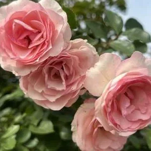 K287 Róża pnąca MINI EDEN ROSE®