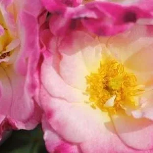 K288 Róża pnąca KONFETTI®