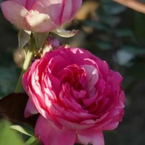 K289 Róża pnąca Różowa Ostoja Edenu