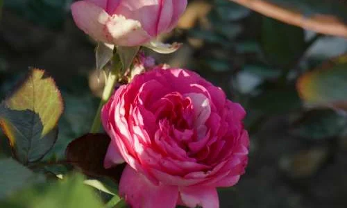 K289 Róża pnąca Różowa Ostoja Edenu