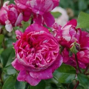 K290 Róża pnąca Colibri Farbfestival