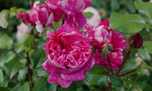 K290 Róża pnąca Colibri Farbfestival