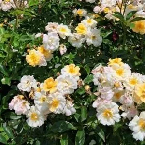 K291 Róża pnąca SKRZYDŁA GROMU