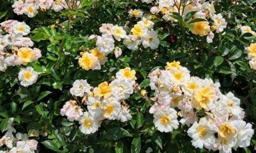 K291 Róża pnąca SKRZYDŁA GROMU