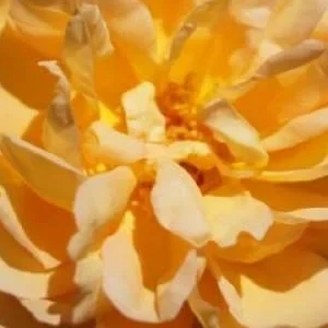 K292 Róża pnąca Maigold