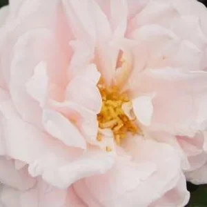 K293 Róża pnąca Nowy Świt