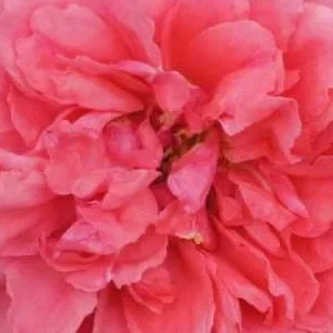 K294 Róża pnąca ROSARIUM UETERSEN®