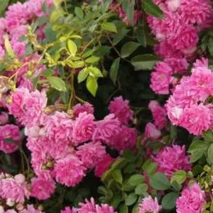 K295 Róża pnąca Super Dorothy