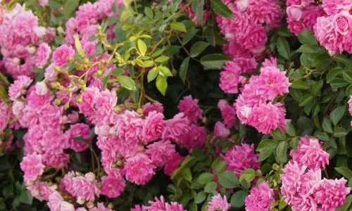 K295 Róża pnąca Super Dorothy