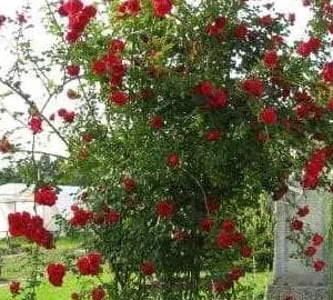 K296 Róża pnąca SYMPATHIE®