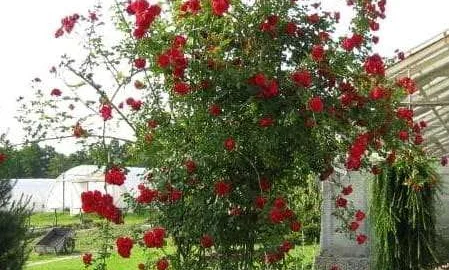 K296 Róża pnąca SYMPATHIE®