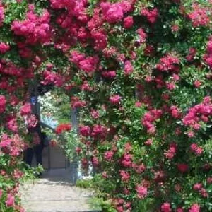 K297 Róża pnąca SUPER EXCELSA