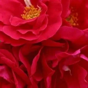 K298 Róża pnąca FLAMMENTANZ