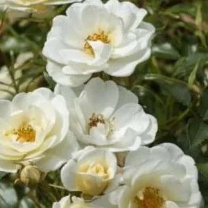 K299 Róża miniaturowa BIENENWEIDE® IVORY