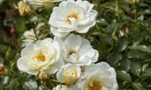 K299 Róża miniaturowa BIENENWEIDE® IVORY