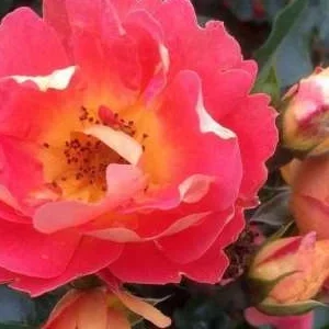 K300 Róża miniaturowa Bienenweide® Mango