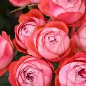 K302 Róża miniaturowa Pompeji®