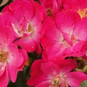 K304 Róża miniaturowa LUPO®