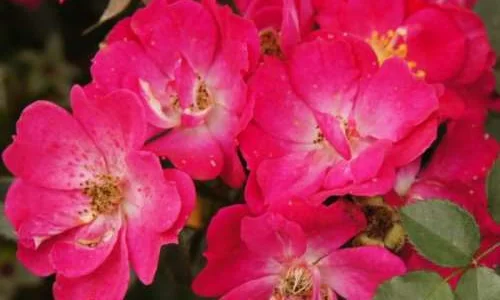 K304 Róża miniaturowa LUPO®