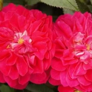 K305 Róża miniaturowa ROXY®