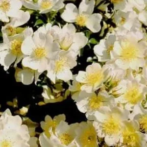 K306 Róża miniaturowa Słoneczny Kwiat