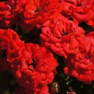 K307 Róża miniaturowa ZWERGENFEE 09®