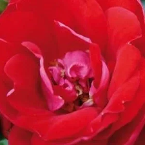 K308 Róża miniaturowa MANDY®