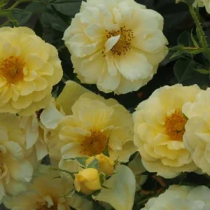 K309 Róża miniaturowa Bienenweide® ŻÓŁTA