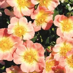 K310 Róża miniaturowa Bienenweide® morelowy