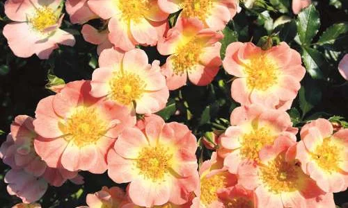 K310 Róża miniaturowa Bienenweide® morelowy