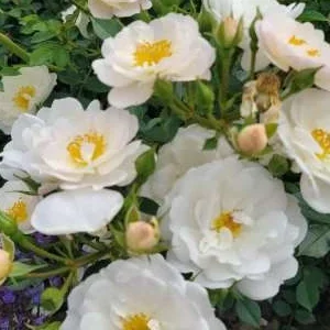 K311 Róża miniaturowa Bienenweide® Biała