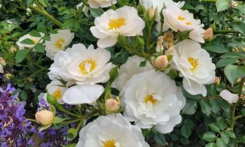 K311 Róża miniaturowa Bienenweide® Biała