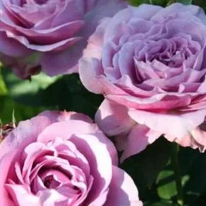 K312 Róża miniaturowa LODOWY LAVENDZ.