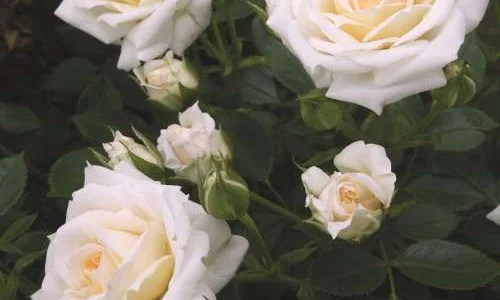 K313 Róża miniaturowa HONEYMILK®