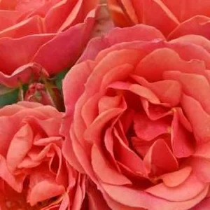 K314 Róża miniaturowa MANDARIN®