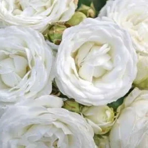 K315 Róża miniaturowa PĄSEK ŚNIEGU®