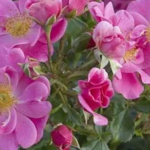 K316 Róża miniaturowa Bienenweide® Rosa