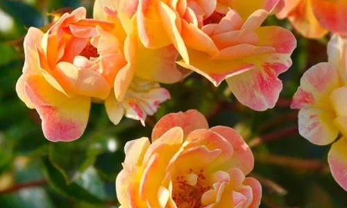 K317 Róża miniaturowa Bienenweide® Fruity