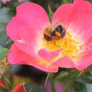 K318 Róża miniaturowa Bienenweide® Bicolor