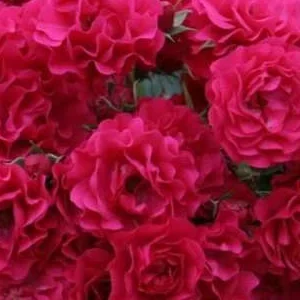 K319 Róża okrywowa GARTNERFREUDE®