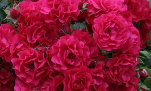 K319 Róża okrywowa GARTNERFREUDE®