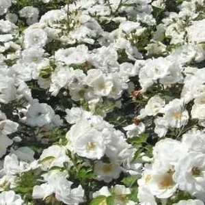 K320 Róża okrywowa INNOCENCIA®