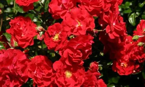 K321 Róża okrywowa SALSA®